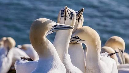 T1战队创下连续不败记录，数据表现引关注，t1战队百科